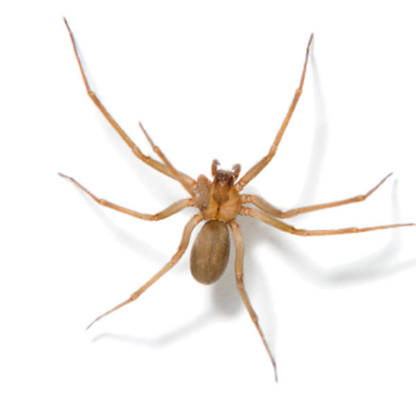 A close-up image of a brown recluse spider, representing spider control services by Star Pest Control in Idaho Falls, ID.