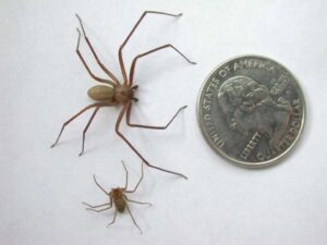 Two brown recluse spiders next to a quarter for scale, showing pests managed by Mayday Pest Management in Tulsa, OK.
