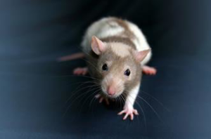A brown and white rat looking directly at the camera, a typical pest handled by Myzzer in Bellevue, WA.