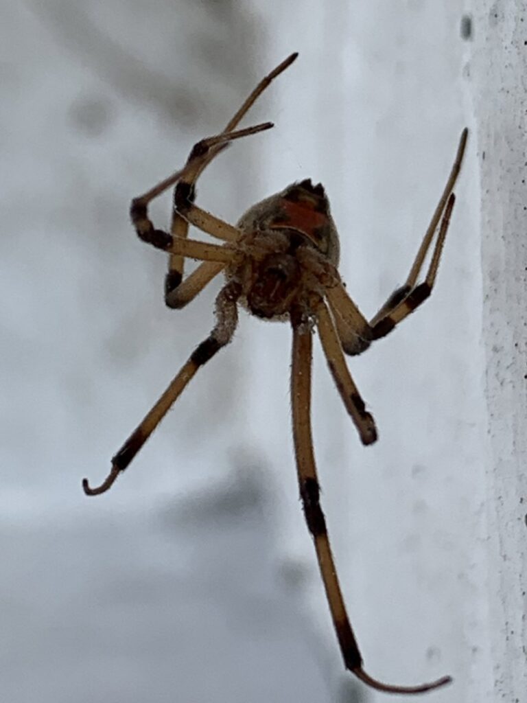A close-up of a brown widow spider on a wall, showing a common pest found by Pinnacle Pest Solutions in Hilton Head Island, SC