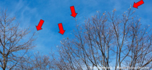 Browntail moth winter webs visible in trees, indicating a pest issue for Pine State Pest Solutions in Auburn, ME.