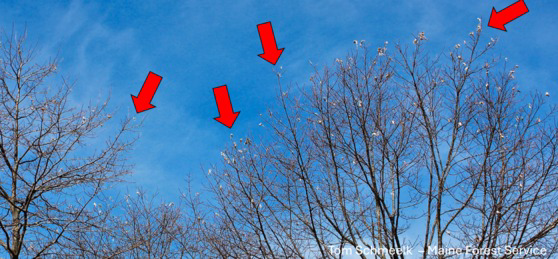 Browntail moth winter webs visible in trees, indicating a pest issue for Pine State Pest Solutions in Auburn, ME.
