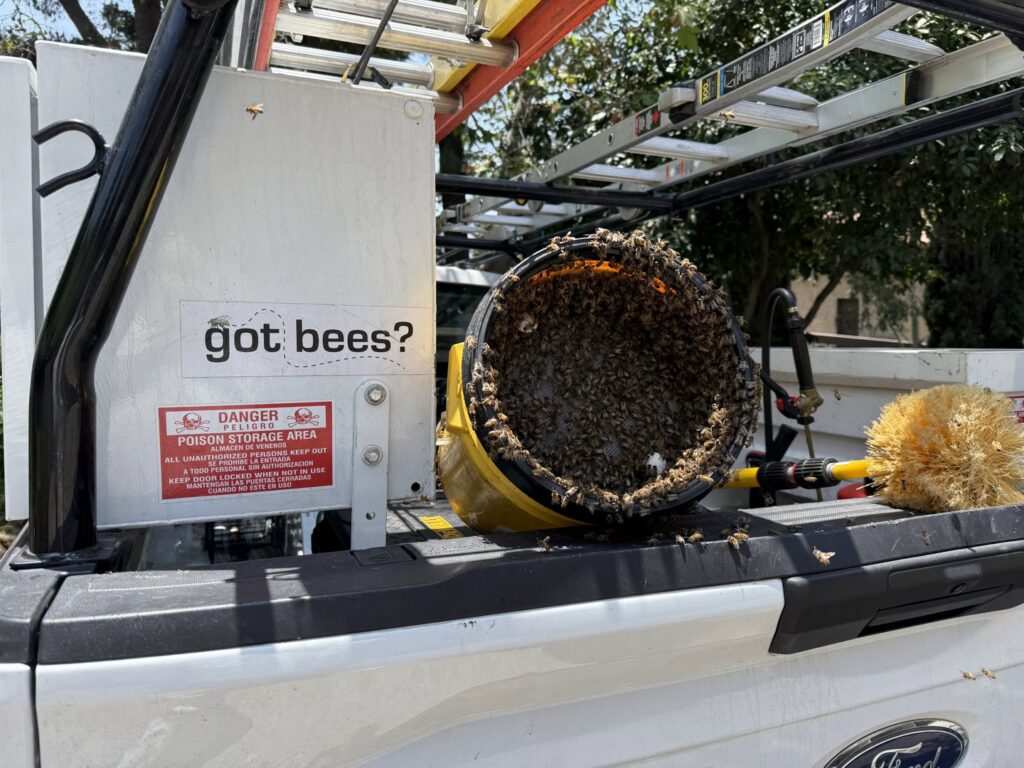 A bucket filled with bees on the back of a BeeCal Pest Management truck in Los Angeles, CA, after a removal job