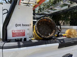 A bucket filled with bees on the back of a BeeCal Pest Management truck in Los Angeles, CA, after a removal job