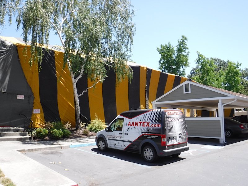 A building tented for fumigation by Aantex Pest Control Norcal in Sacramento, CA.