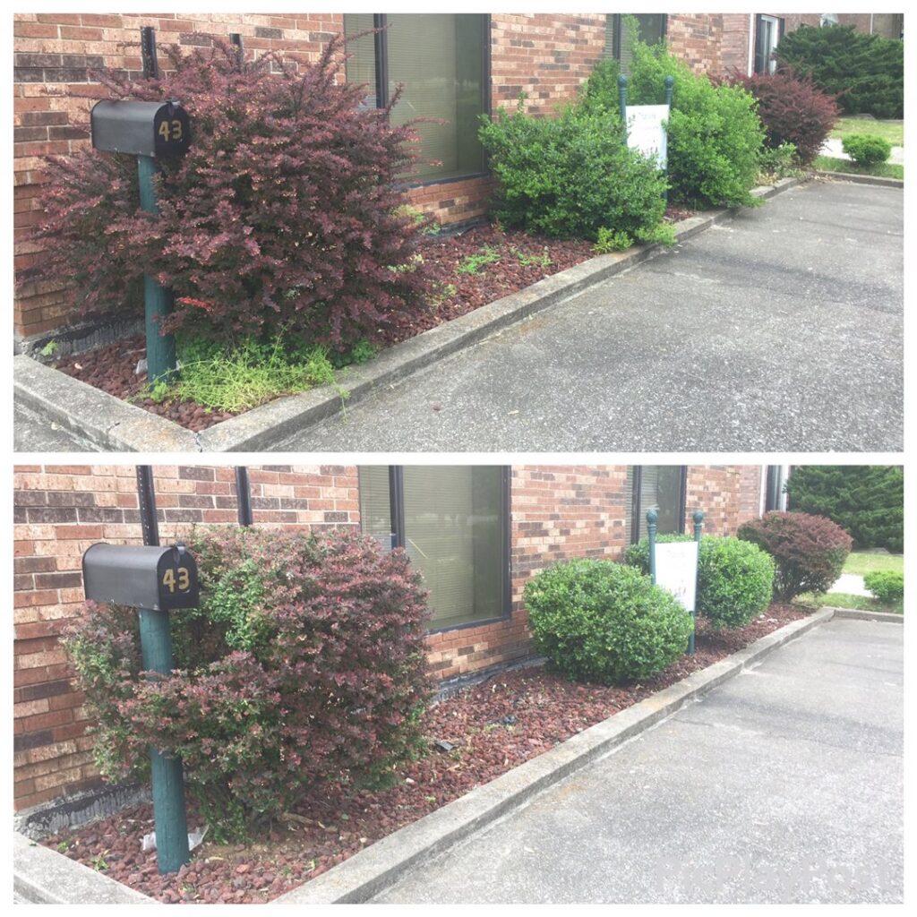 Before and after view of bush trimming and mulching along a building by Ryan's Lawn Service, LLC in Charlotte, NC.