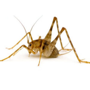 A close-up image of a camel cricket, a common pest controlled by Maximum Pest Management in Wichita, KS.
