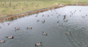 A large group of Canada geese on a pond and grassy bank, a common wildlife control issue for Metro Pest Solutions in West Des Moines, IA.