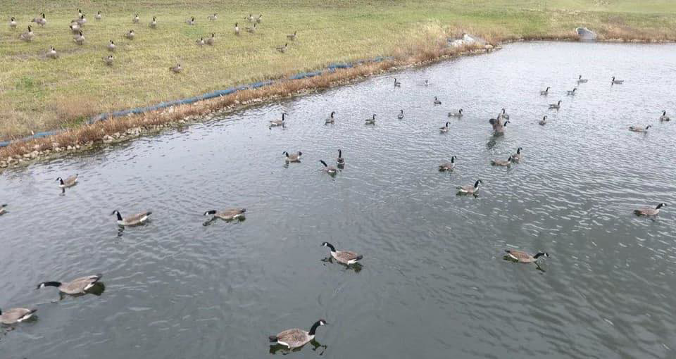 A large group of Canada geese on a pond and grassy bank, a common wildlife control issue for Metro Pest Solutions in West Des Moines, IA.