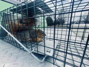 A captured squirrel eating inside a live trap on a Putnam Pest Service truck in Lawton, OK.
