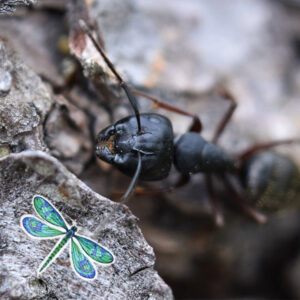 A close-up of a carpenter ant on tree bark, representing ant control services from All Pest of Syracuse in East Syracuse, NY.