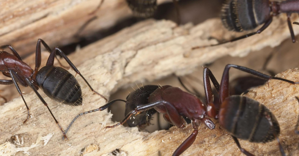 Carpenter ants infesting wood, a common pest problem addressed by Guaranteed Pest Control Service Co in Beaverton, OR.