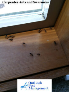 Carpenter ants and swarmers visible on a windowsill, showing an active infestation handled by OutLook Pest Management in Canby, OR.
