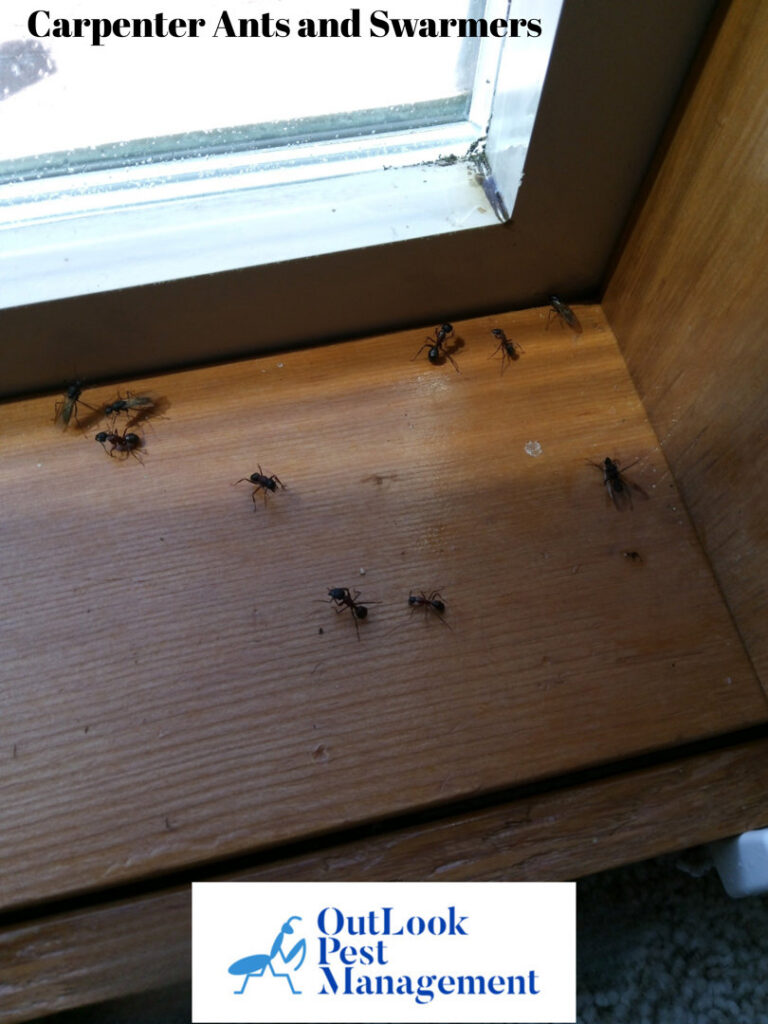 Carpenter ants and swarmers visible on a windowsill, showing an active infestation handled by OutLook Pest Management in Canby, OR.