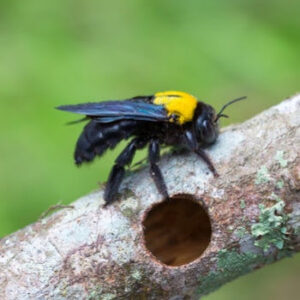 A carpenter bee near a drilled hole in wood, showing a pest problem addressed by Maximum Pest Management in Wichita, KS.