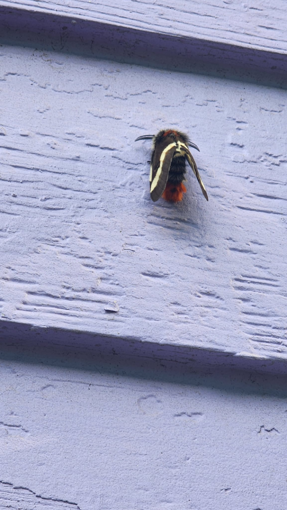 A carpenter bee entering a drilled hole in wooden siding, showing a wood-boring insect problem addressed by Before and After Pest Control in Kenner, LA.