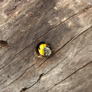 A carpenter bee entering a hole in wooden siding, indicating a pest problem for Perdue Exterminators in Roanoke, VA.