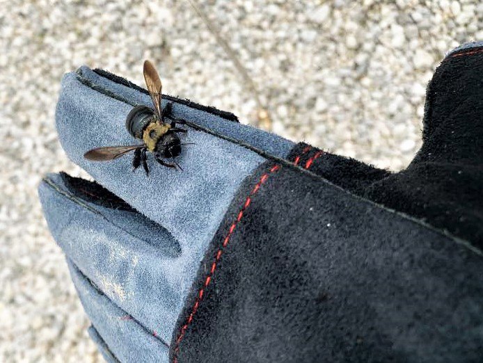 A carpenter bee resting on a gloved hand, demonstrating interaction with pests by Epcon Lane Pest Control in Akron, OH.