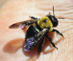 A large carpenter bee resting on a person's hand, a common pest encountered by Perdue Exterminators in Roanoke, VA.