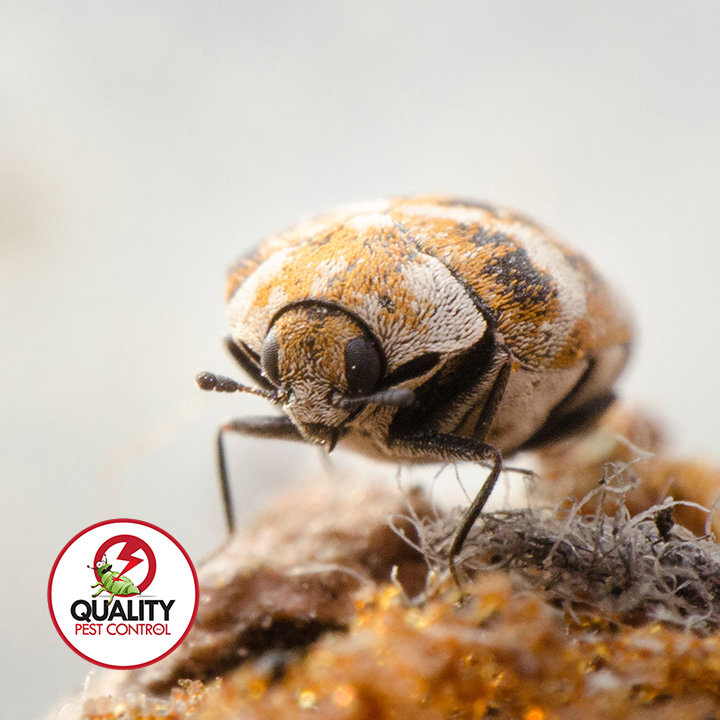 A close-up of a carpet beetle, representing a common household pest treated by Quality Pest Control, Inc. in Pittsburg, KS