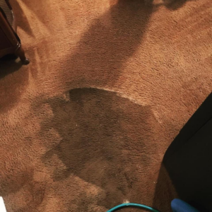 A brown carpet being deep cleaned with visible wet and dry sections by Family 1st Carpet Care in Houston, TX.
