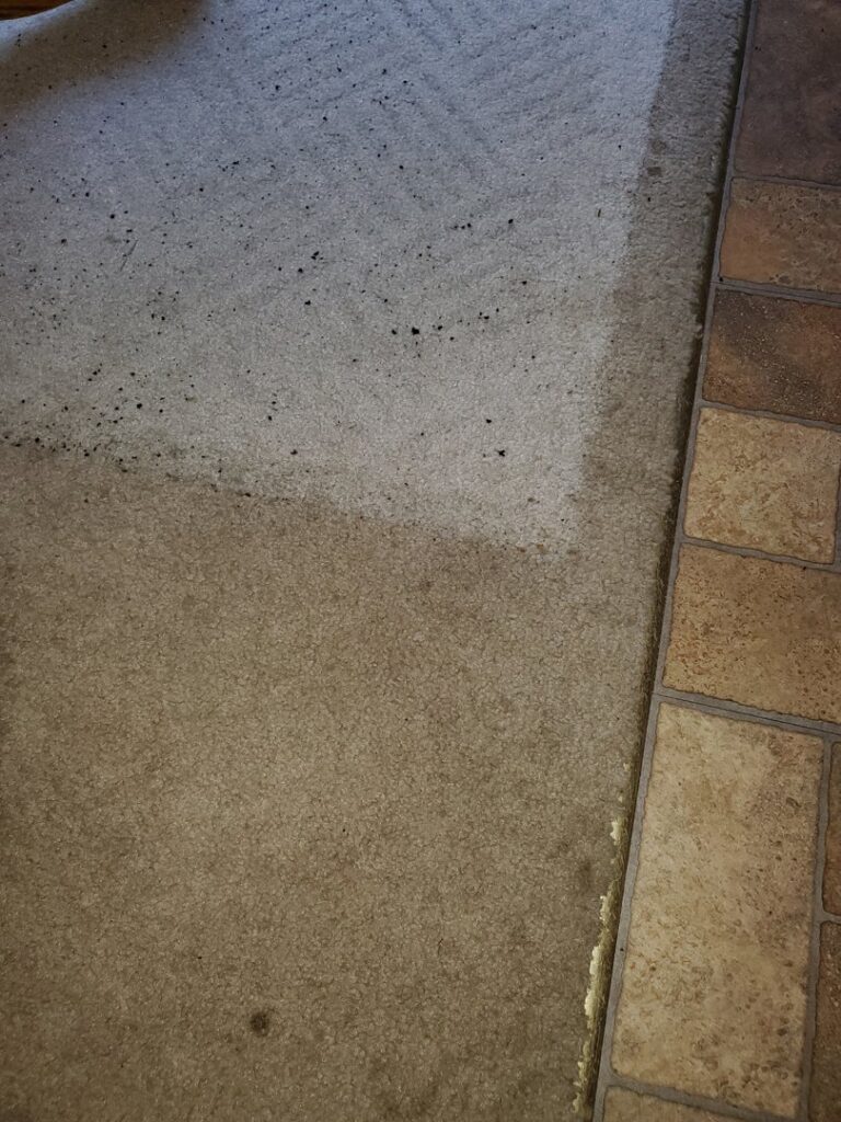 A carpet showing a clear before and after comparison during a professional cleaning job by A-Plus Carpet Cleaners in Plymouth, MN.