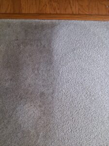 A close-up of a carpet showing a clear before and after comparison of professional cleaning by Real Green Cleaning in Indianapolis, IN.