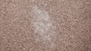 A close-up view of a carpet showing a clean streak after treatment by Pacific Steam Carpet Cleaning in Gresham, OR.