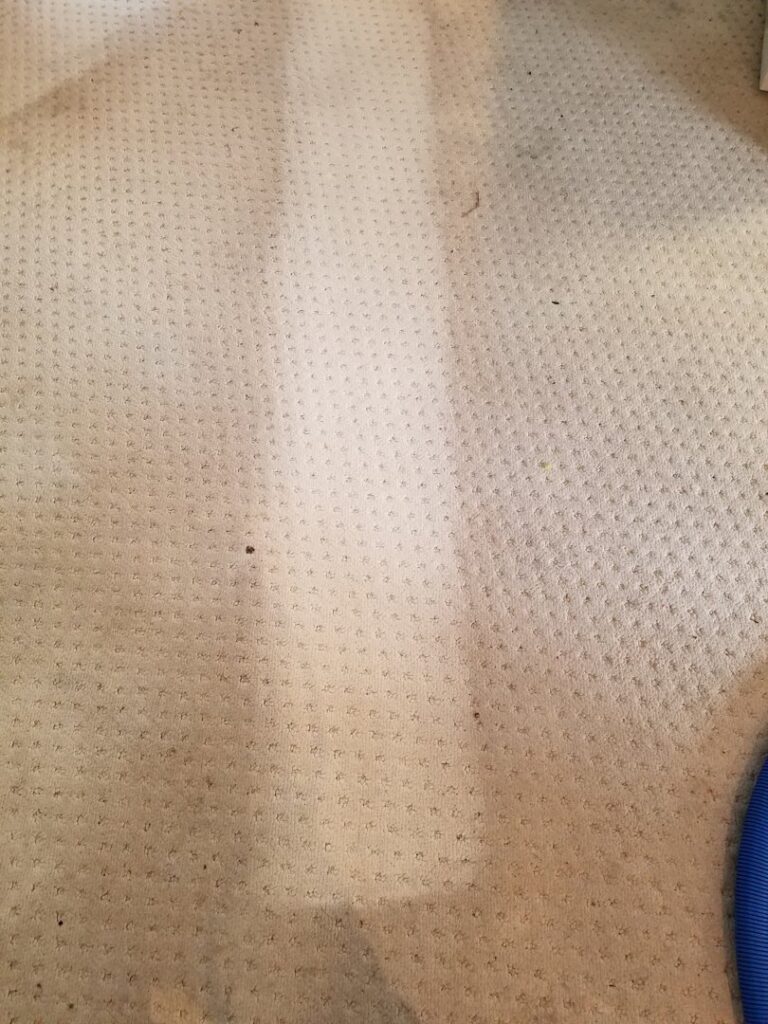 A carpet showing a clear clean strip next to a dirty section, demonstrating the effectiveness of carpet cleaning by Safe Solutions Carpet Cleaning in Franklin, TN.