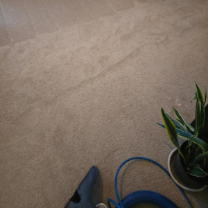 Carpet cleaning equipment on a freshly cleaned carpet with visible lines by Abq Prime Carpet Cleaners in Albuquerque, NM.