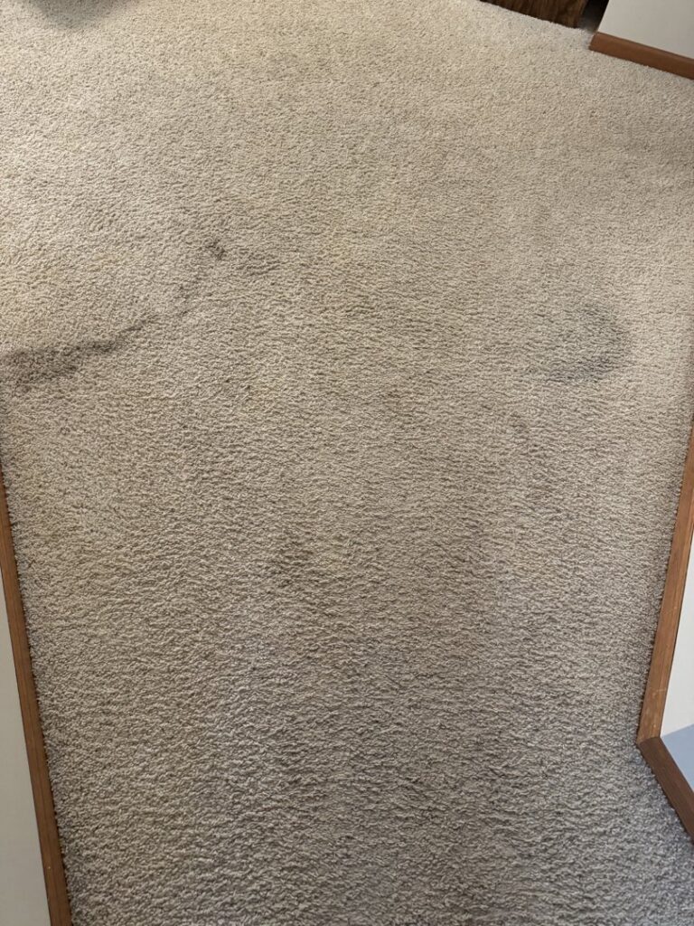 A cleaning hose on a carpeted floor, showing a clean strip, during a professional carpet cleaning job by Zerorez ChicagoLand in Naperville, IL.