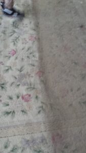 A carpet cleaning job in progress, showing a clear line between the dirty and clean sections by Richmond Kwik Dry in Midlothian, VA.