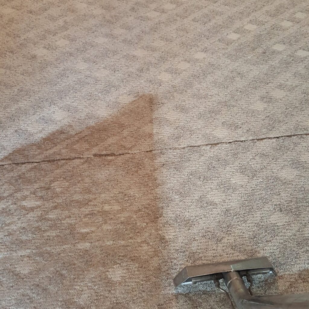 Carpet cleaning in progress showing a clear before and after line by American Steam in Suffolk, VA.
