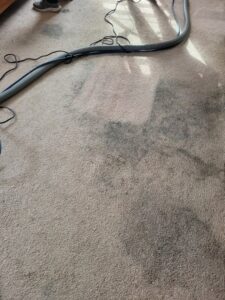 Carpet cleaning in progress, showing a clear before and after section on a light-colored carpet by KANDE Carpet Cleaning in Pittsburgh, PA.