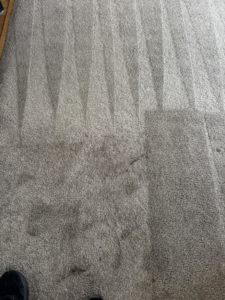 A carpet cleaning job in progress, showing a clear difference between cleaned and uncleaned areas by Captain Clean in Muncie, IN.