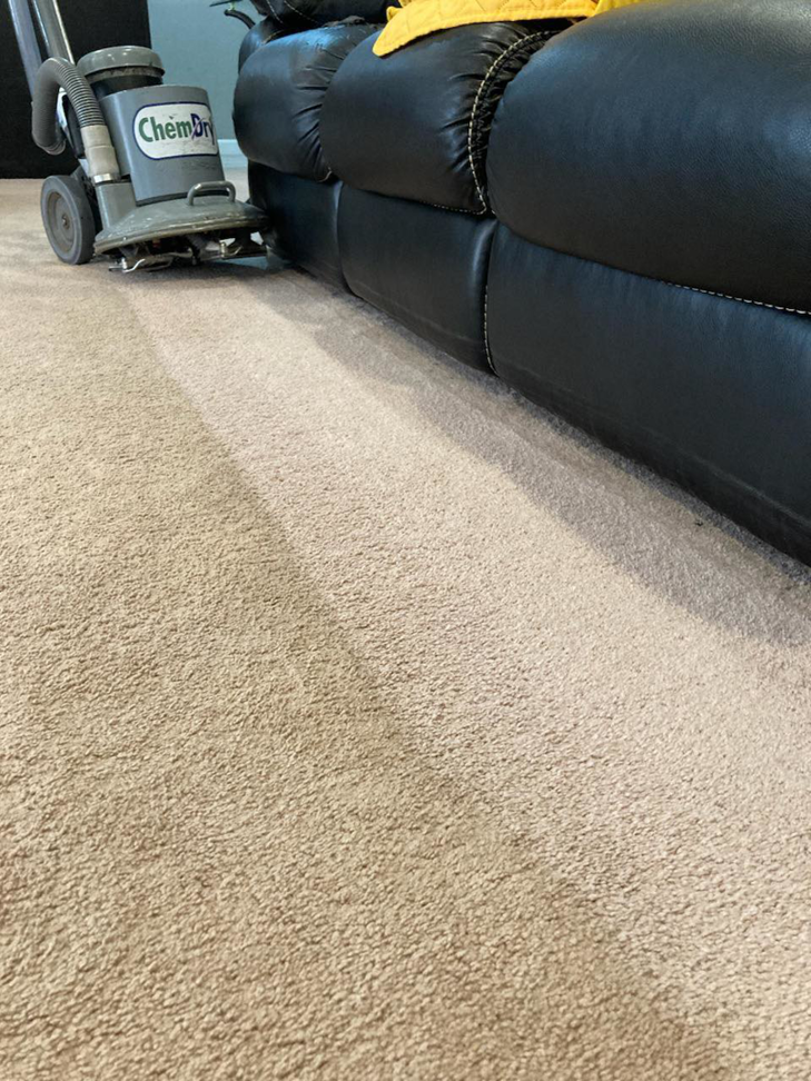 Carpet cleaning in progress with a Chem-Dry machine, showing a clean path next to a dirty carpet by Chem-Dry of Springfield, IL.