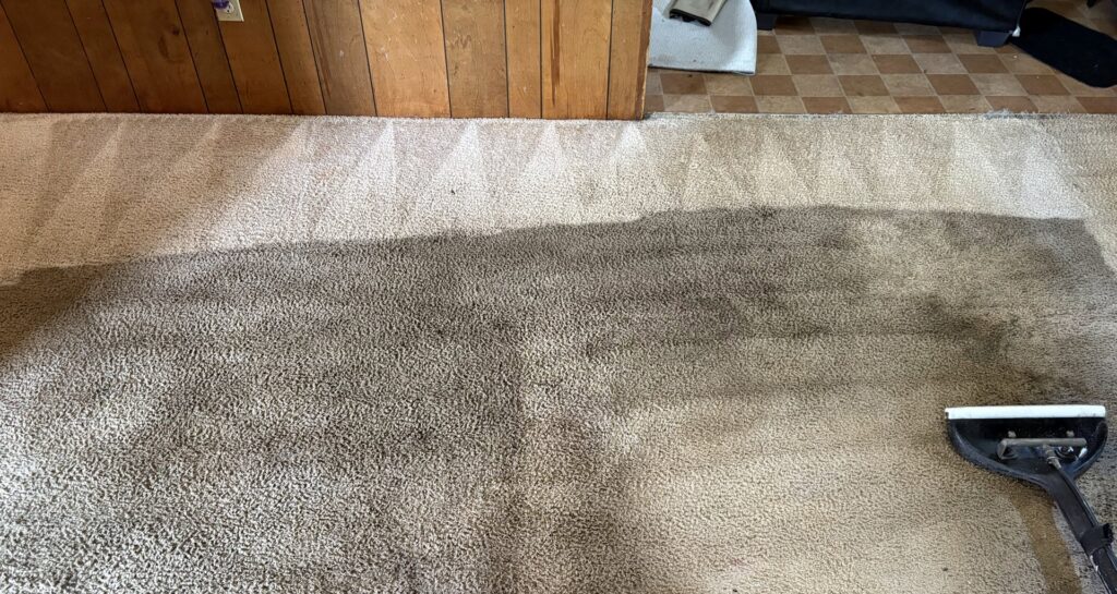 Carpet cleaning in progress, showing a clean section next to a dirty section by Alex's Carpet Cleaning in Omaha, NE.