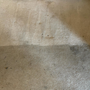 A carpet showing a clean stripe next to a dirty section, indicating cleaning in progress by Columbia Carpet Cleaning in Columbia, MO.