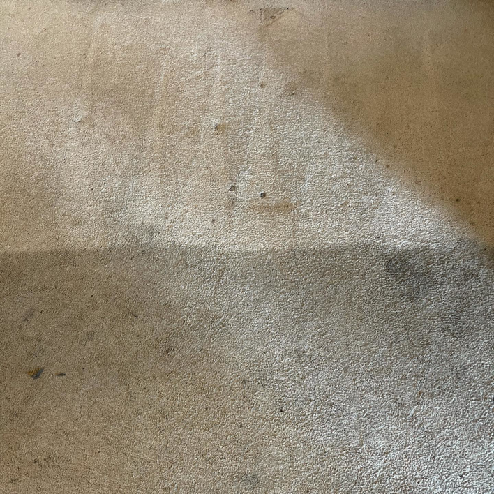 A carpet showing a clean stripe next to a dirty section, indicating cleaning in progress by Columbia Carpet Cleaning in Columbia, MO.