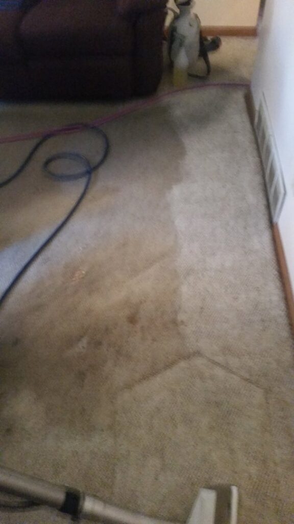 A carpet cleaning job in progress, clearly showing the difference between dirty and freshly cleaned areas by Royal Carpet & Upholstery Cleaning in Lincoln, NE.