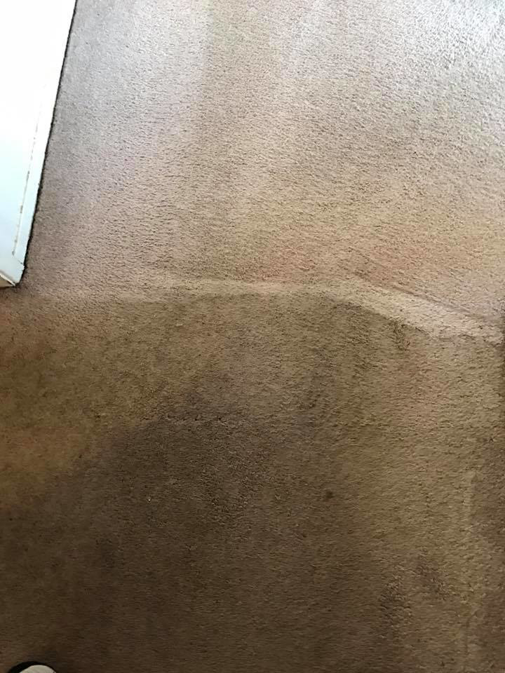Carpet cleaning in progress, showing a clear distinction between dirty and clean areas by New Look Carpet & Upholstery in Federal Way, WA.