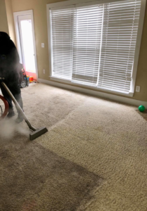Carpet cleaning in progress, showing a clean path next to a dirty area by Harper's Carpet & Upholstery Cleaning in San Antonio, FL.