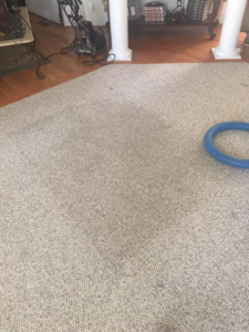 Carpet cleaning in progress with a blue hose visible, showing a clean section by All Virginia Cleaning Solutions, LLC. in Henrico, VA.