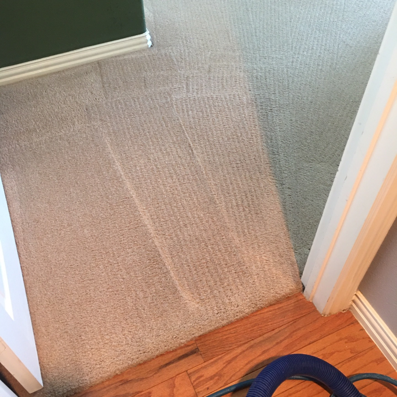 A carpet cleaning in progress, showing clean and dirty sections, performed by Mint Carpet Care in Dallas, TX
