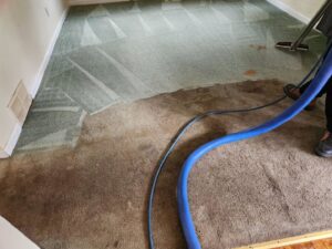 A professional carpet cleaning job in progress, showing a dirty carpet being cleaned by Pichey's Clean Rite in Flint, MI.