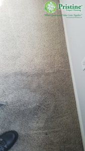 A carpet being cleaned, showing a clear line between dirty and clean sections by Pristine Carpet Cleaning in Denver, CO.