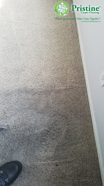 A carpet being cleaned, showing a clear line between dirty and clean sections by Pristine Carpet Cleaning in Denver, CO.