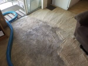 Carpet cleaning in progress, showing a clean section next to a dirty one by Regal Carpet Cleaning Inc. in Tucson, AZ