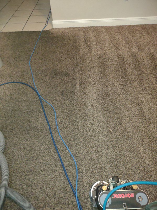 Carpet cleaning in progress with a Rotovac machine and hoses by All Steamed Up Carpet/Upholstery Cleaning in Havana, FL