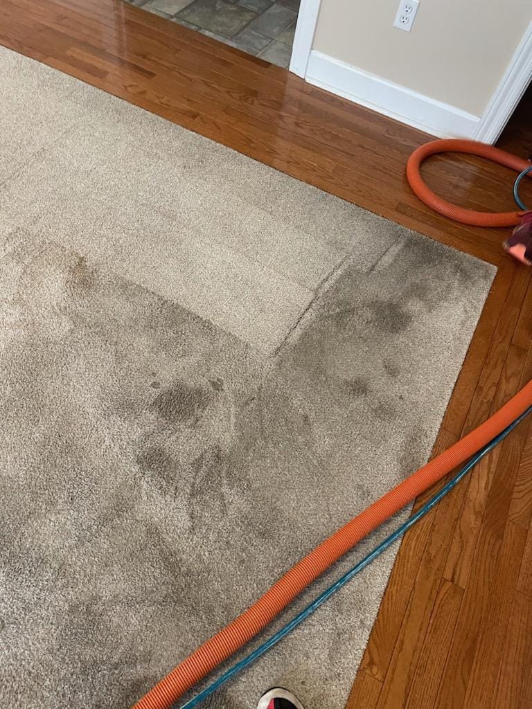 Carpet cleaning in progress with professional hoses at a job site by Steamagic Carpet Care in Columbia, MO